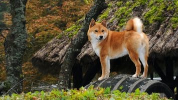Relief Fund Has a Difficult Time Cashing Out the B Worth of SHIB Vitalik Buterin Donated