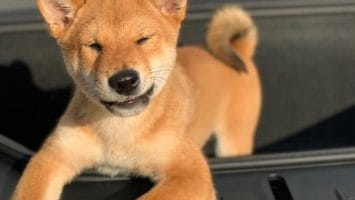 Shiba Inu-inspired crypto coins see price spike following Musk’s latest tweet