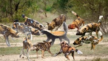 Exploit Allows Hackers to Siphon 0 Million From Defi Protocol Badgerdao