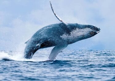Fourth Largest Whale Buying This Crypto Token In Millions
