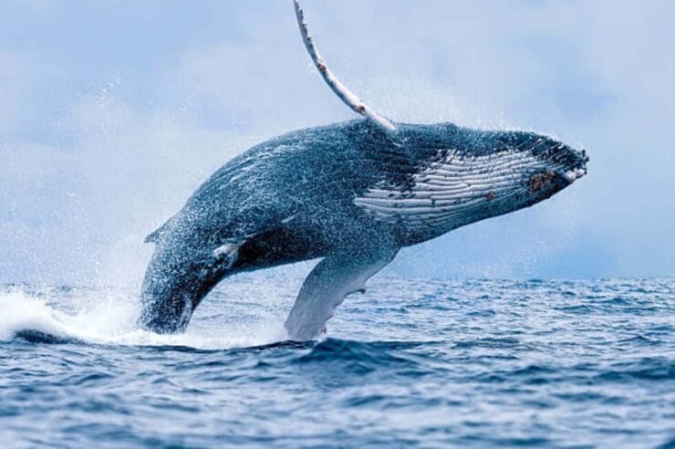 Fourth Largest Whale Buying This Crypto Token In Millions
