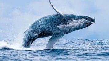 Top Whales Are Buying These Crypto Tokens Amid Massive Rally