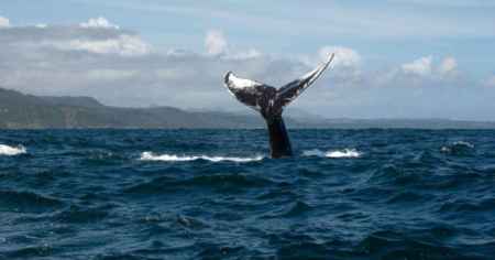 Major DeFi Platforms Are Under Whale Control