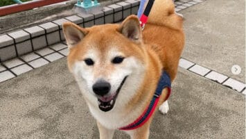 Iconic Dogecoin Mascot Balltze Crosses Rainbow Bridge After Fight With Cancer