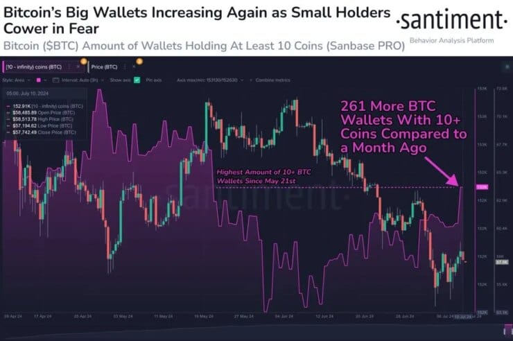 Bitcoin whales and sharks are buying as small traders panic-sell